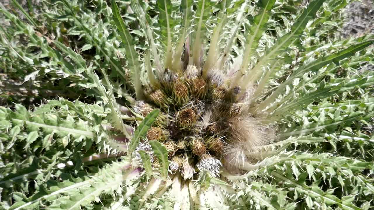 在刺状的绿色植物上爬行的昆虫视频素材