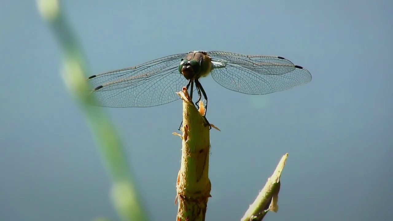 蜻蜓(Odonata)是古代飞行昆虫的一个目，在世界动物群中有6650多种。视频素材