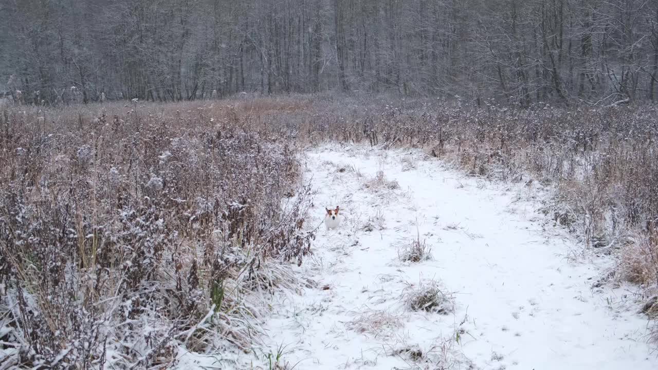 在冬天，狗沿着雪道跑向主人，要求和他一起玩。视频素材