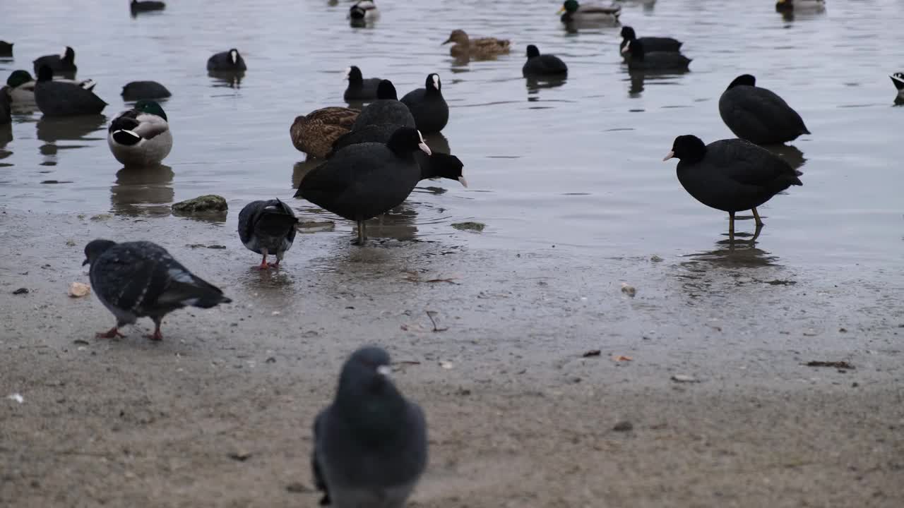 鸭子在水里游泳视频素材