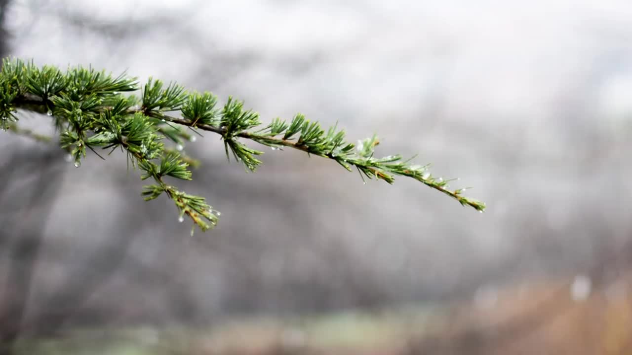 雪花落在树枝上视频下载