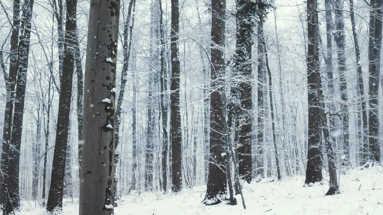 雪花轻轻飘落在森林里视频素材