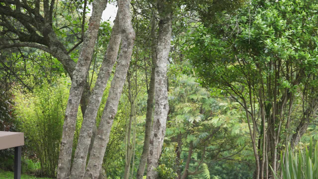 一个女人坐在自己家的花园里，在一个非常平静的时刻读着她的书，平静地思考和受到启发视频素材