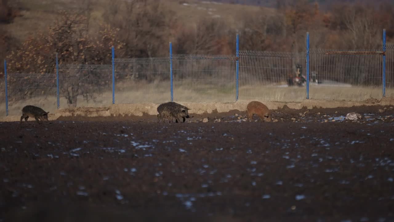 在露天农场上，一群满是泥的Mangalica小猪视频素材