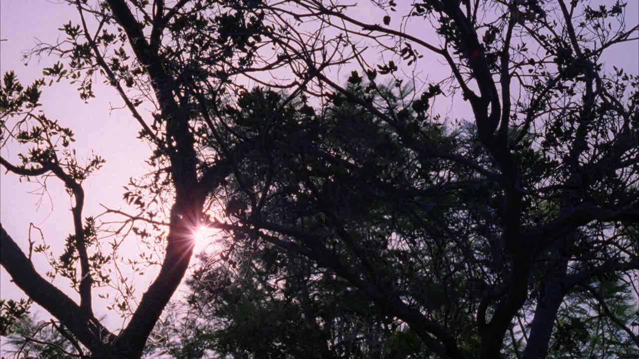 透过几棵树的树枝看到的广角太阳。视频素材