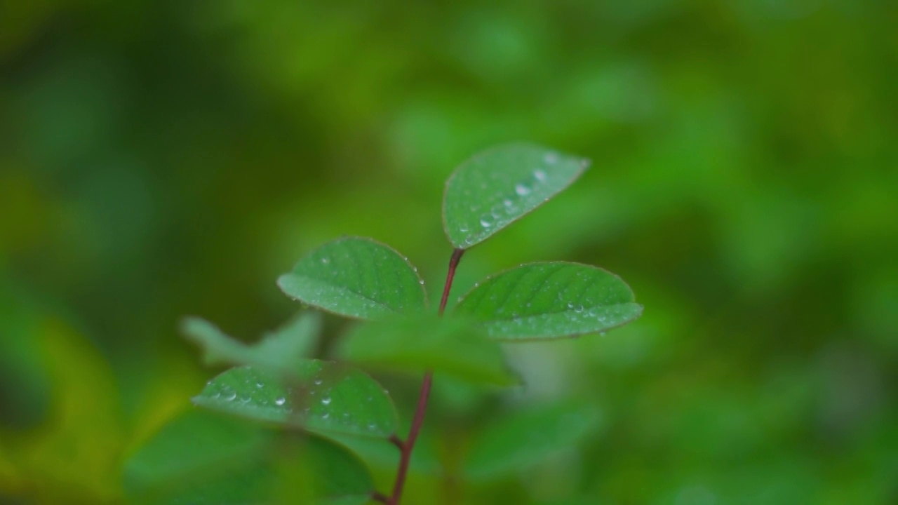 雨后树叶上的水滴的特写镜头视频素材