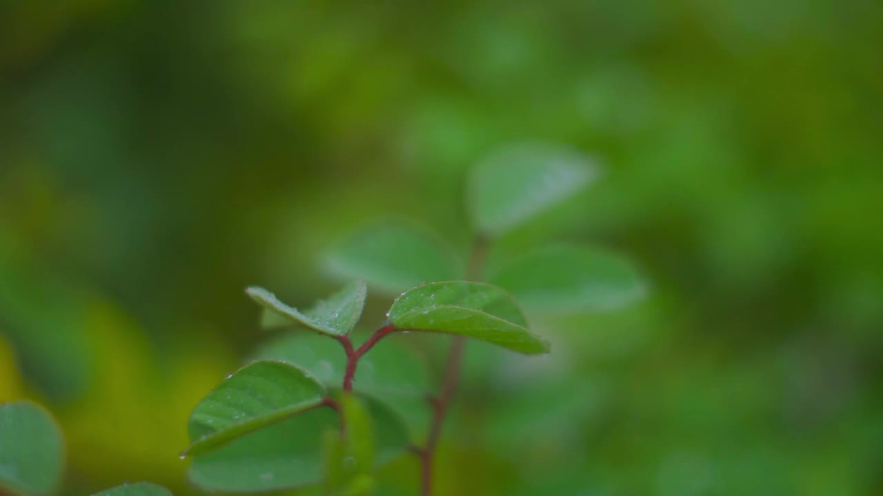 树林里的绿叶上有露珠。绿色自然背景视频素材