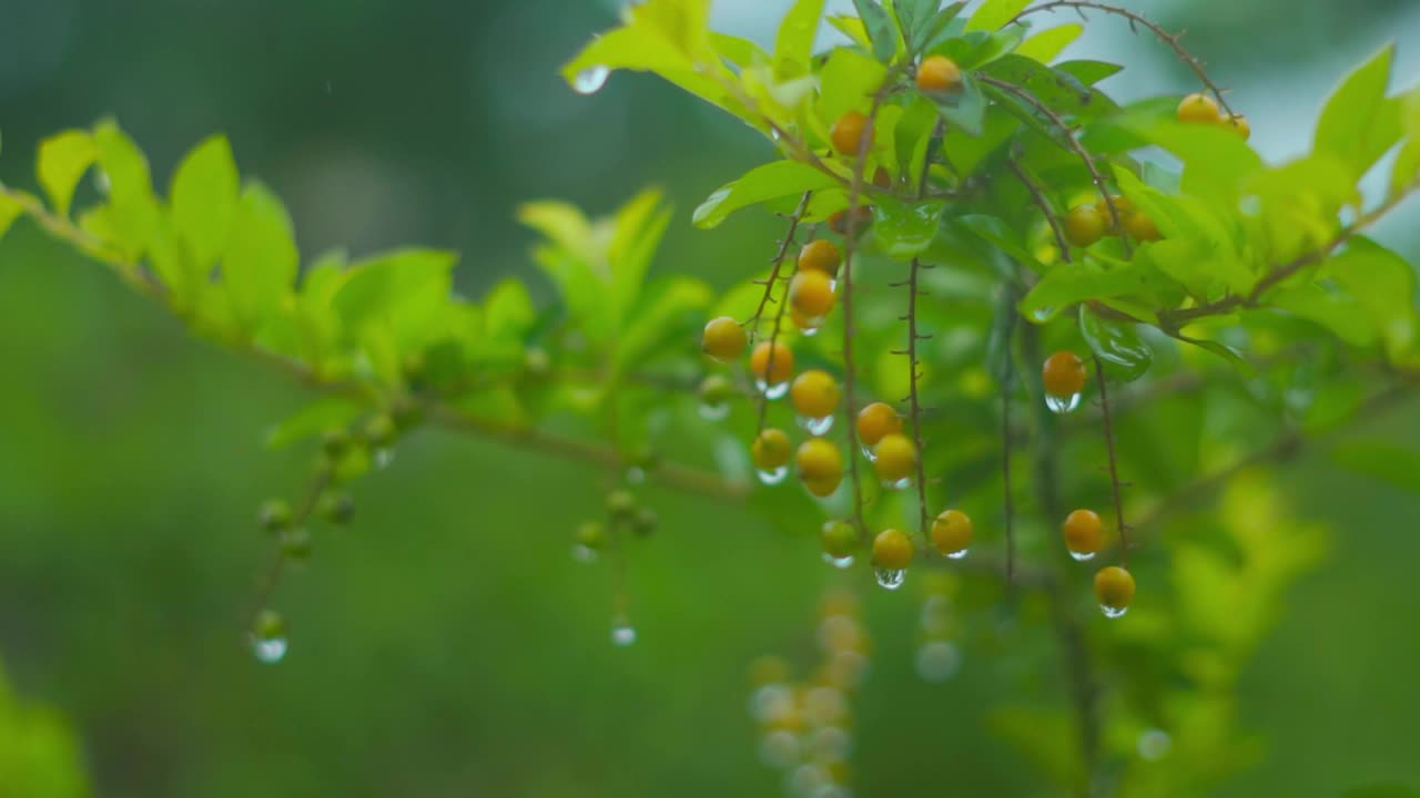 一个女人的手触摸绿色植物上的浆果的特写镜头。视频素材