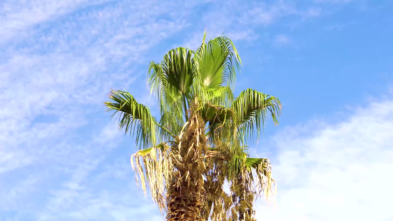 棕榈树在风中流淌，树叶棕榈树在蓝天上视频素材