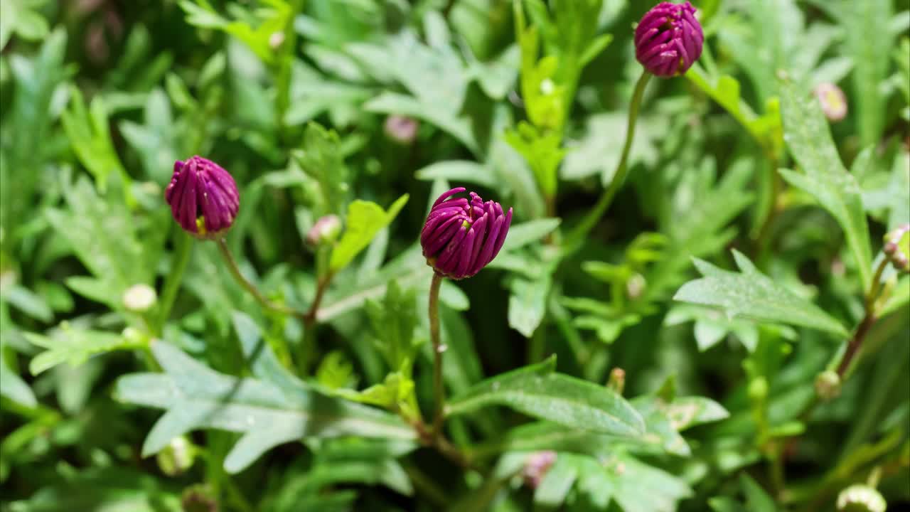 盛开的紫百合花蕾在花园里从蓓蕾到盛开，延时拍摄4k视频b卷拍摄。视频素材