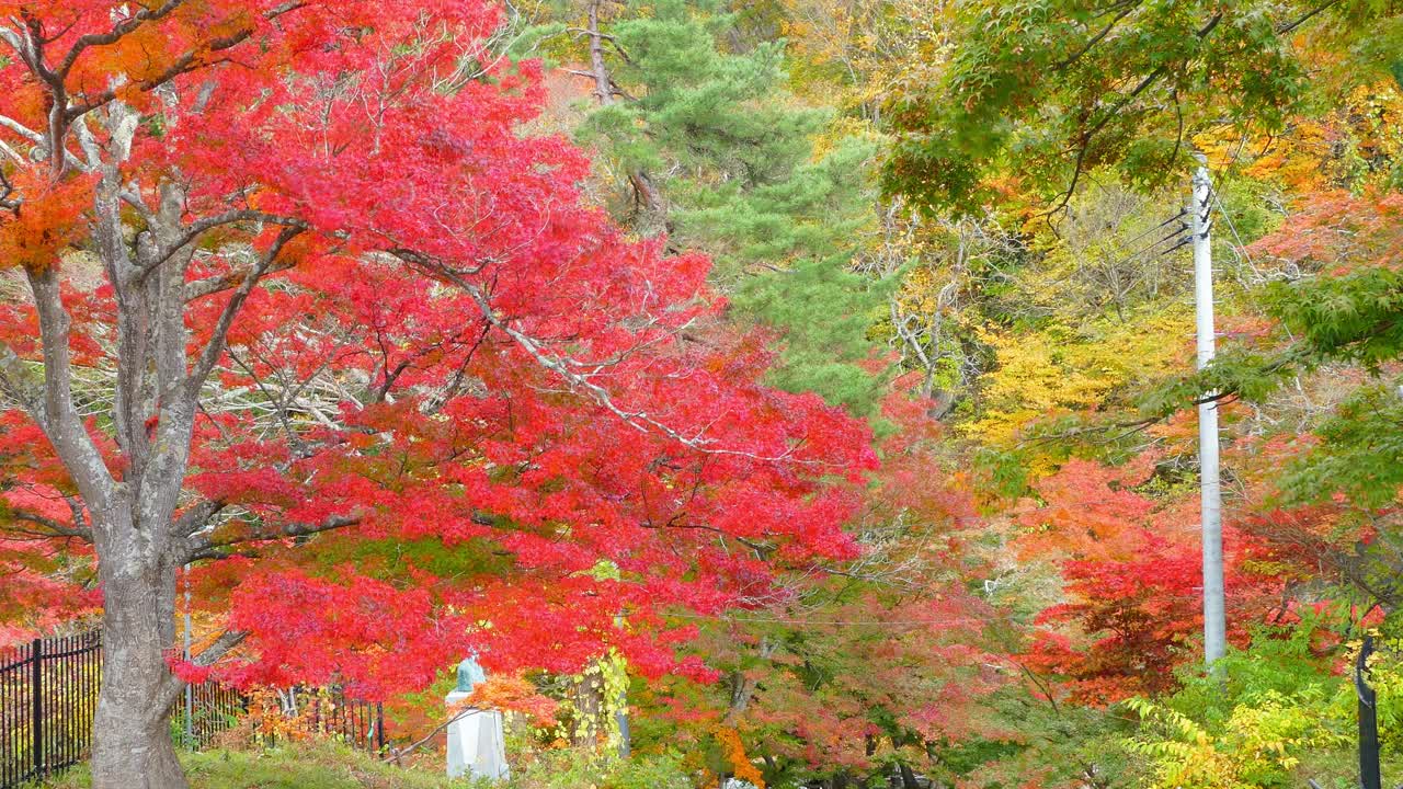 日本东北地区青森县黑石市的秋日中野莫米司山的红桥和伏藤溪视频下载