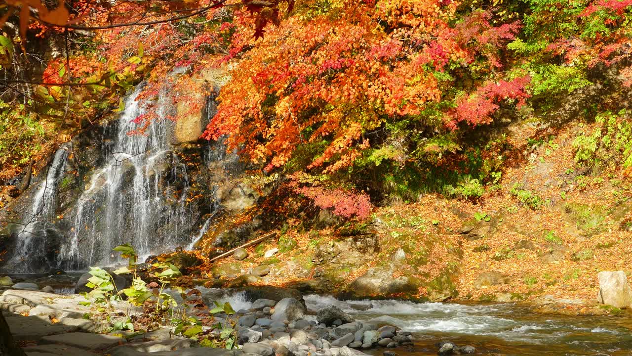 日本东北地区青森县黑石市的秋日中野莫米司山的红桥和伏藤溪视频下载