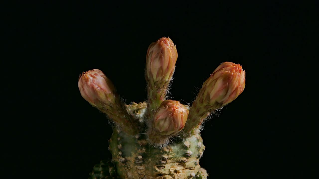 Lobivia仙人掌花开花，小仙人掌在一个花盆的背景上视频素材