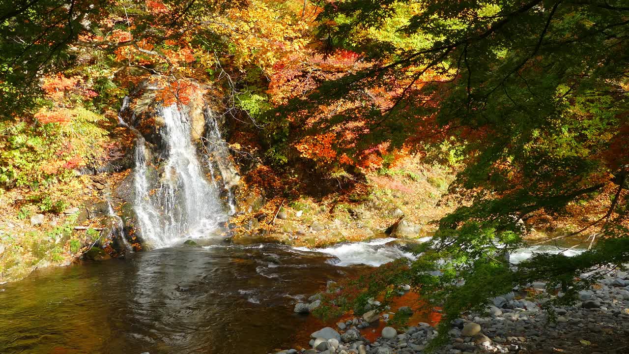 日本东北地区青森县黑石市的秋日中野莫米司山的红桥和伏藤溪视频下载