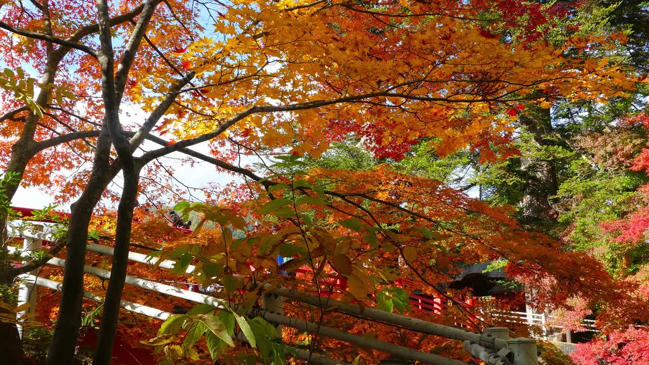 日本东北地区青森县黑石市的秋日中野莫米司山的红桥和伏藤溪视频素材