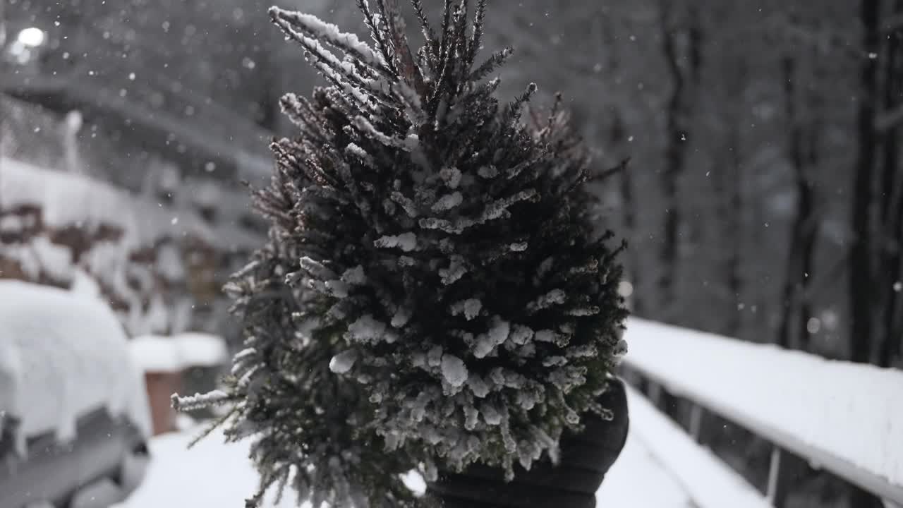 在大雪中扛着圣诞树回家视频素材