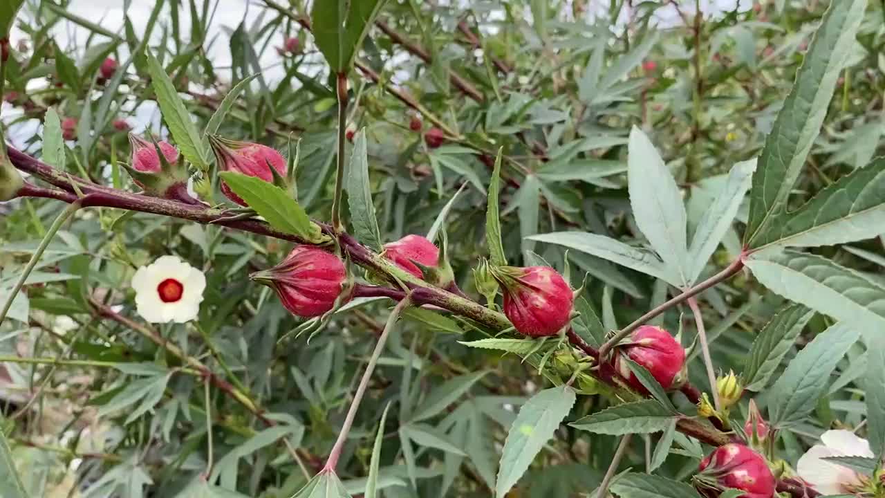 自然花园里的红色蔷薇花视频素材