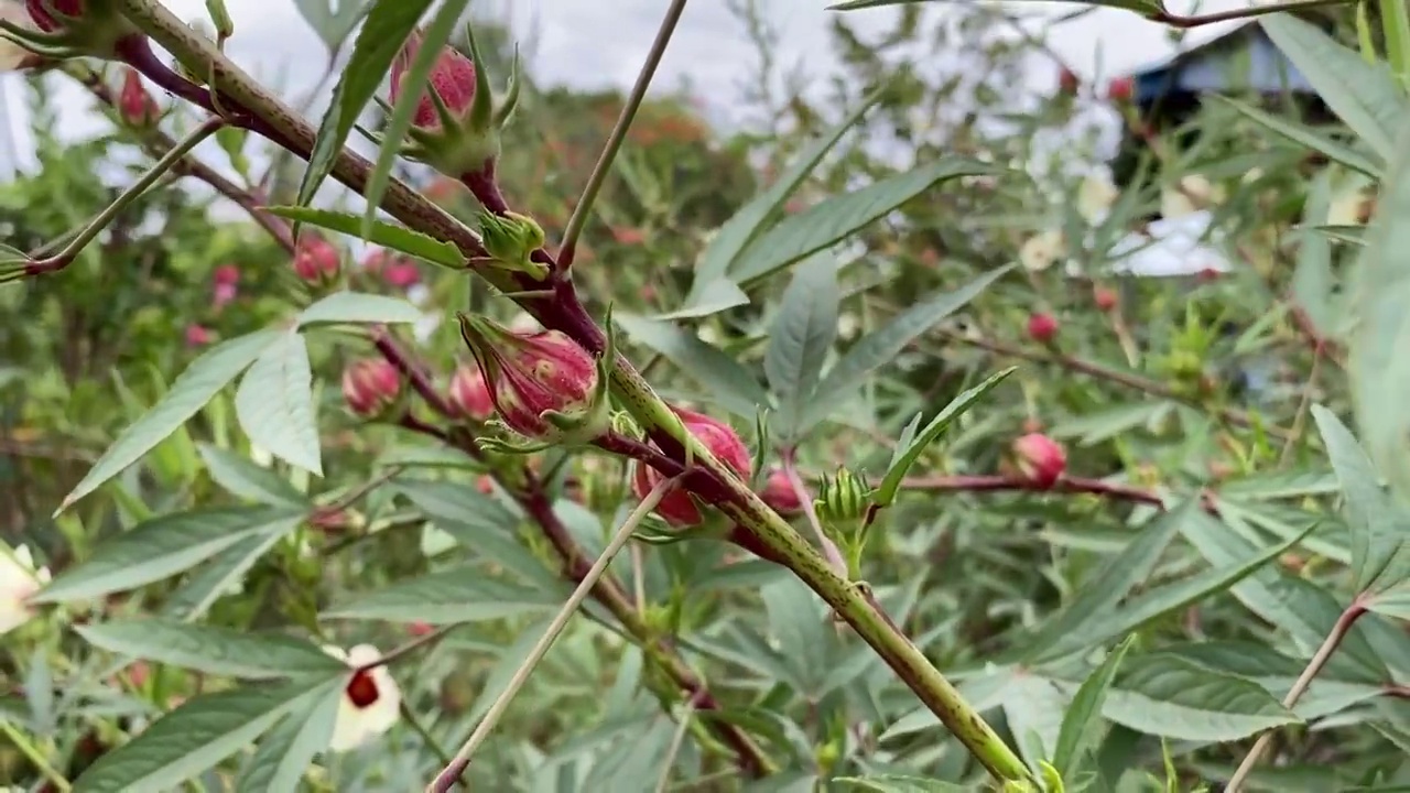 自然花园里的红色蔷薇花视频素材