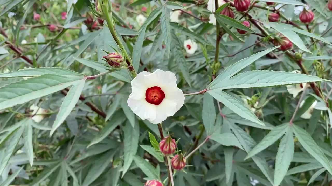 自然花园中的红色芙蓉花视频素材