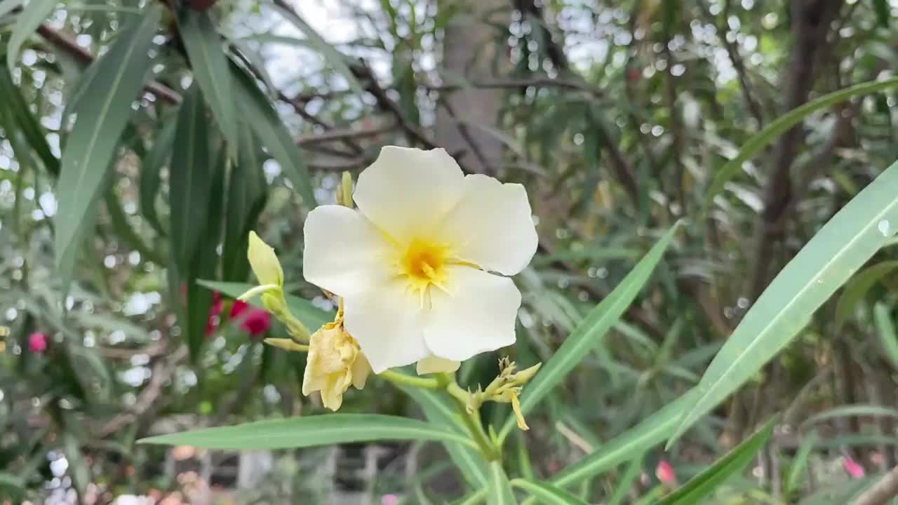 天然花园中的黄色夹竹桃花视频素材