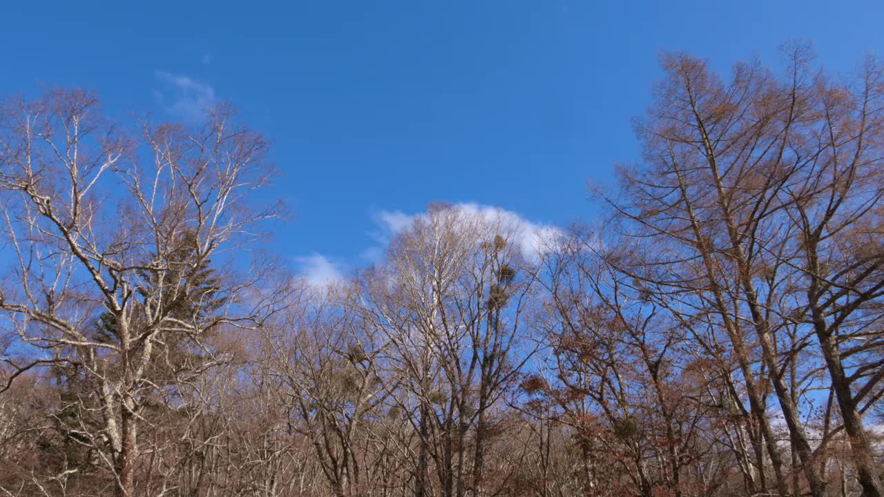 美丽的蓝天和落叶树视频素材