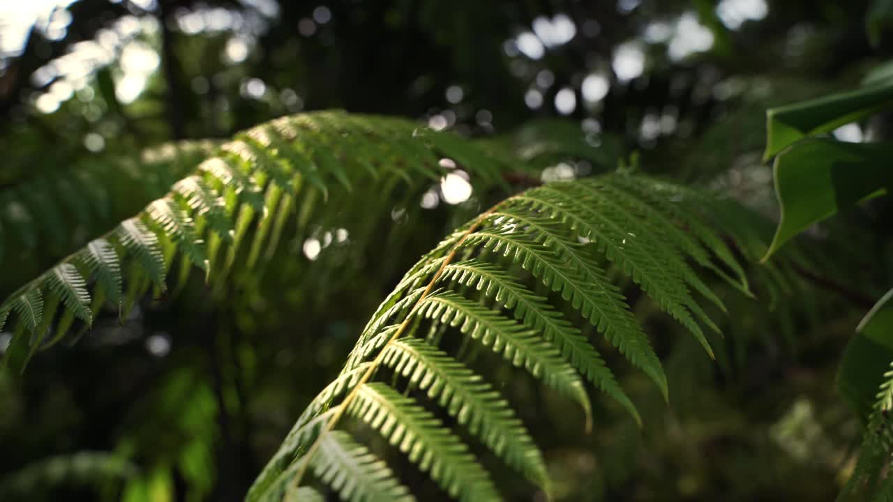 绿色蕨类植物的叶子树枝在野生森林特写与阳光的光线。阳光照在绿蕨叶上。叶子特写镜头的细节。从丛林的茎部发出闪光。视频下载