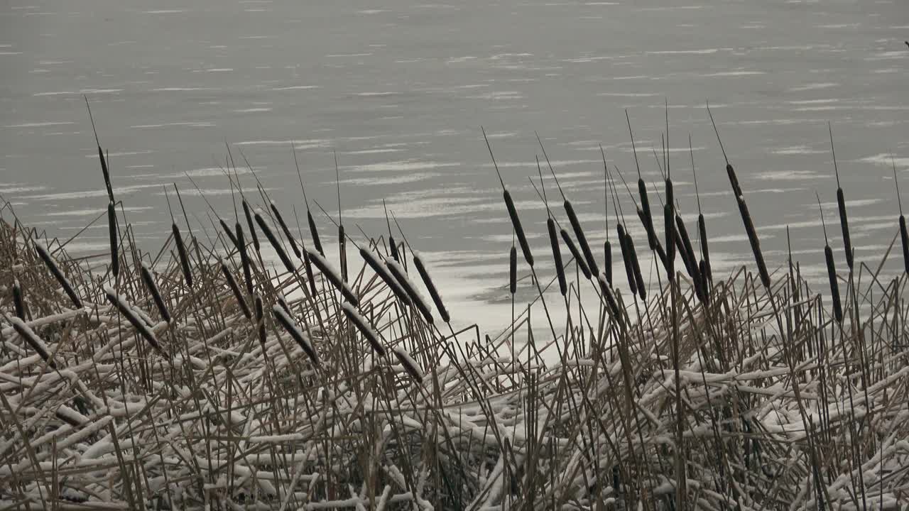 冰冻的湖面上，雪地里的干芦苇视频素材