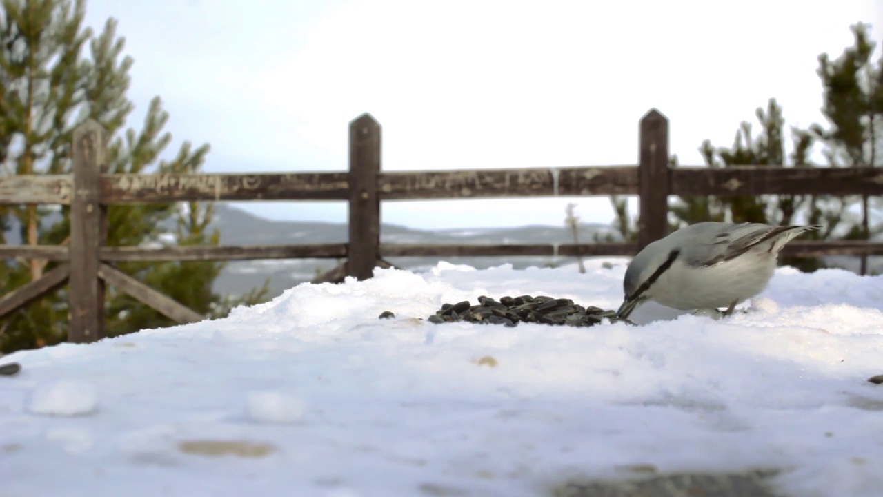 寒冷的冬天，松林公园的雪景观景台上，野生小鸟五子鸟和柳山雀在啄食种子视频素材