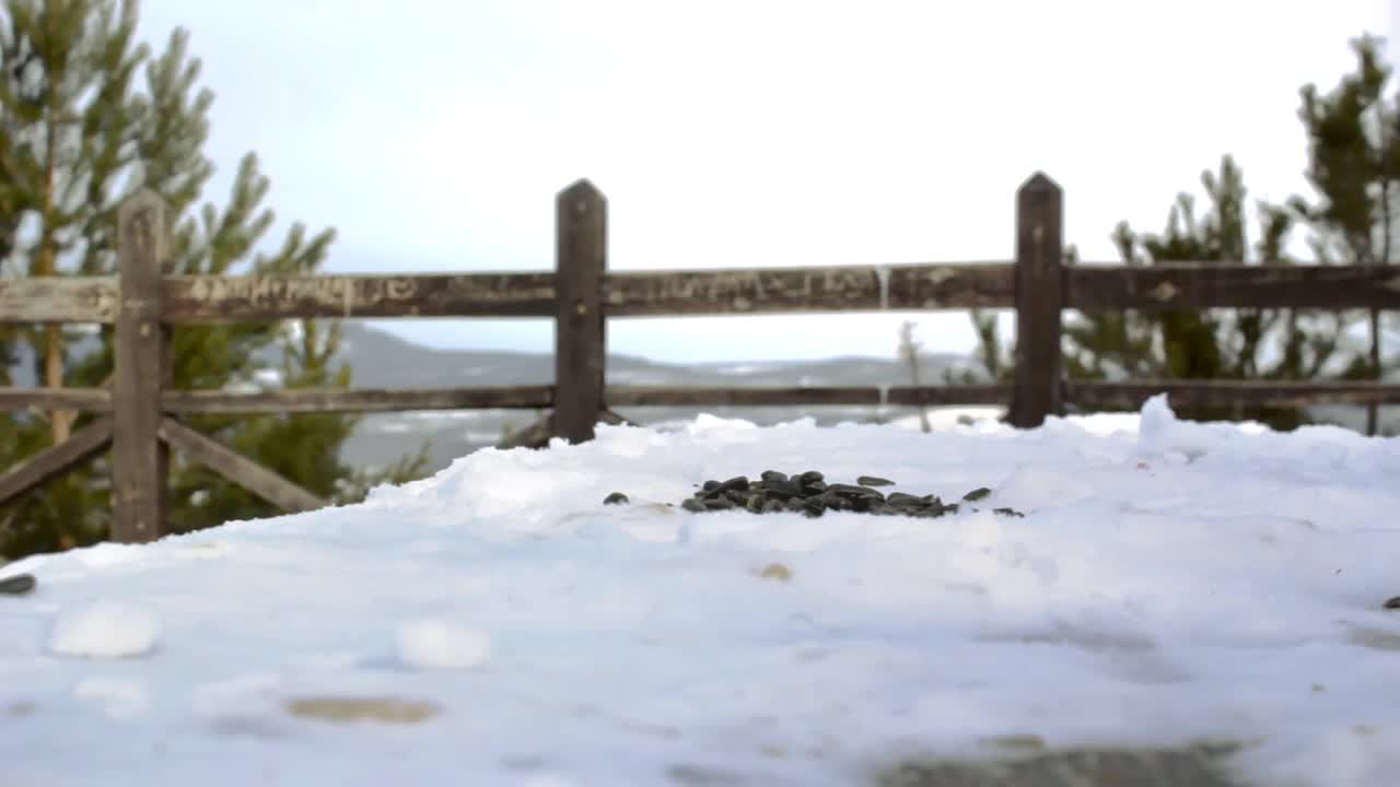 寒冷的冬天，松林公园的雪景观景台上，野生小鸟五子鸟和柳山雀在啄食种子视频素材