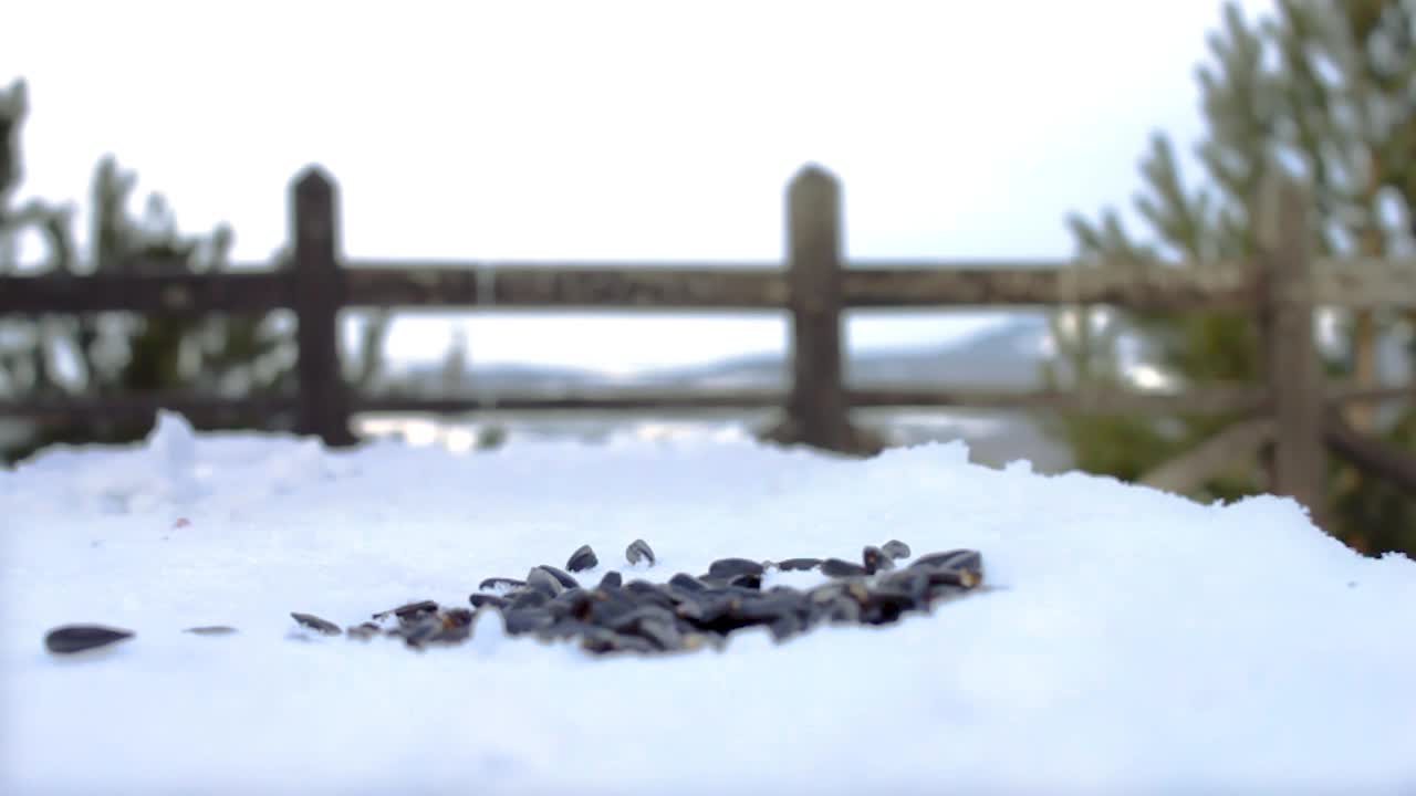 寒冷的冬天，森林公园的雪景观景台上，野生小鸟雀啄食种子视频下载