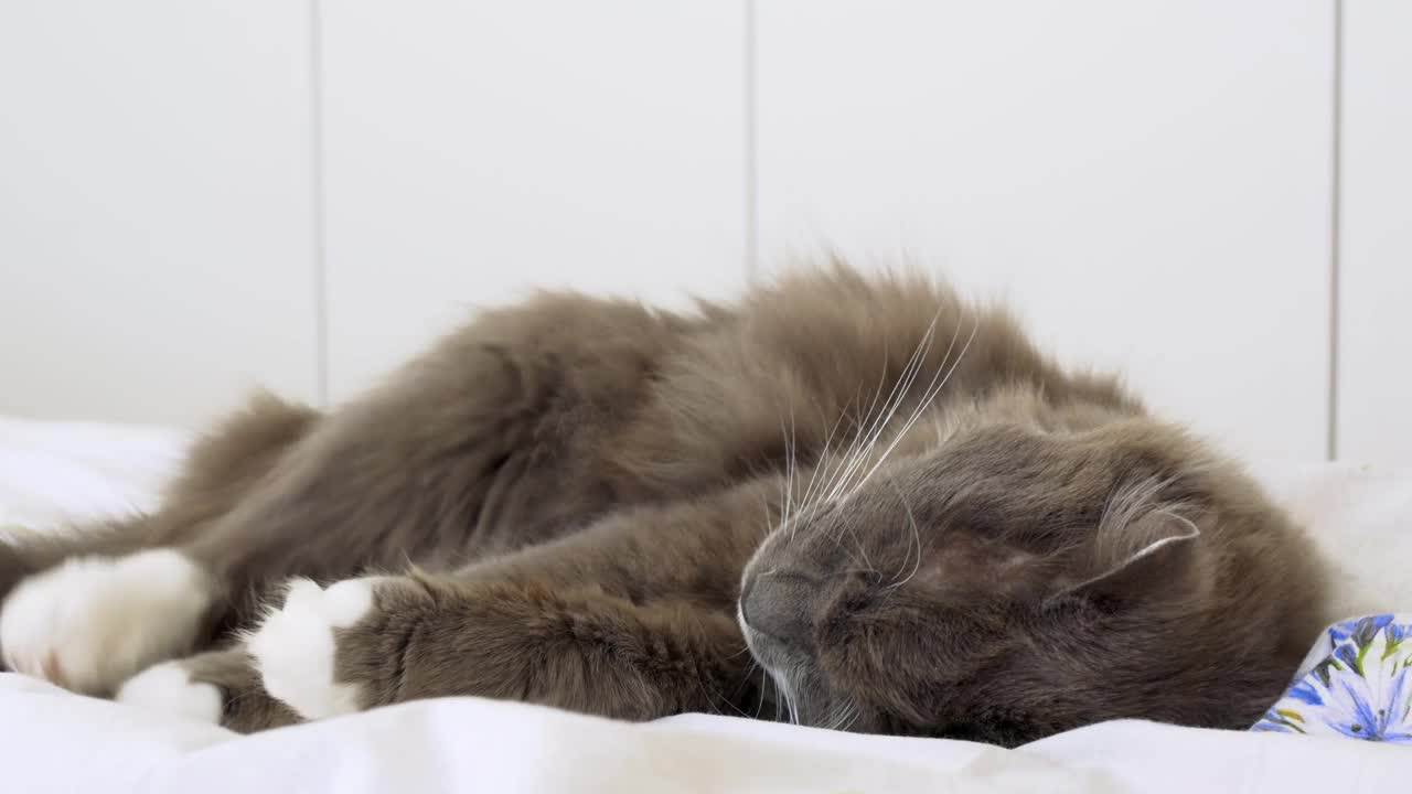 一只毛茸茸的灰猫在床上打呵欠，睡着了。懒惰的猫晚上睡觉，晚上他是一个捕鼠者。家猫在家里的生活视频素材