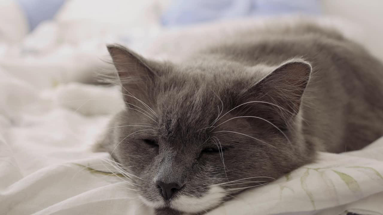 一只毛茸茸的灰猫睡在主人的床上。懒惰的猫白天睡觉，晚上他是一个捕鼠者。家猫在家里的生活视频素材
