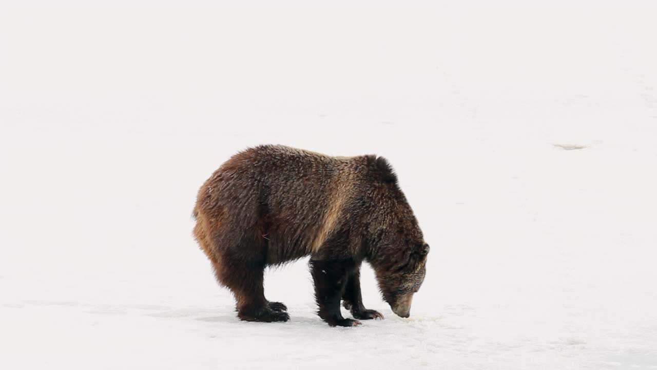 MS 4K拍摄的灰熊(Ursus arctos)在牛弓弯的冰里挖鱼视频素材