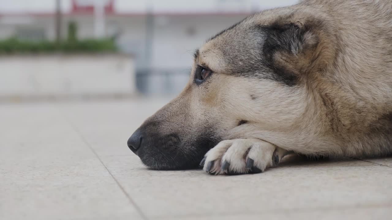 狗看起来视频素材