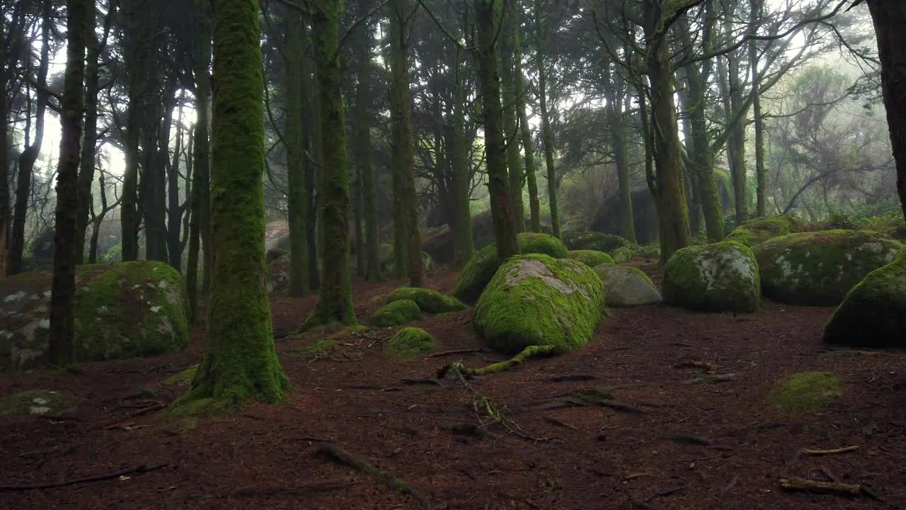 美丽神秘的黑暗雾森林。老木有老树，岩石有苔藓。视频素材