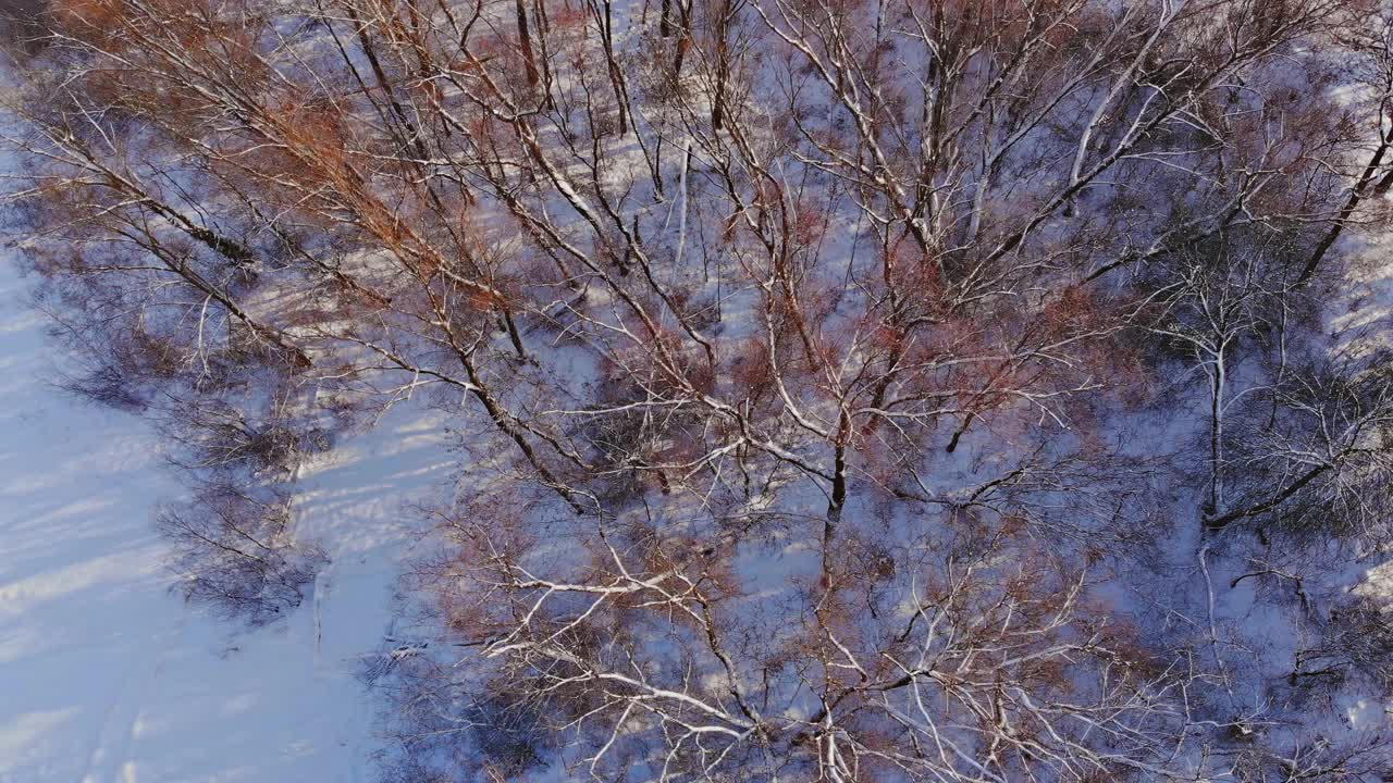 冬季雪景森林，大雪覆盖冷杉树视频素材