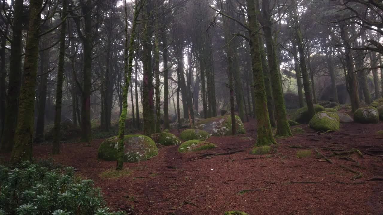 美丽神秘黑暗雾林。老木头和老树，岩石和苔藓。视频素材