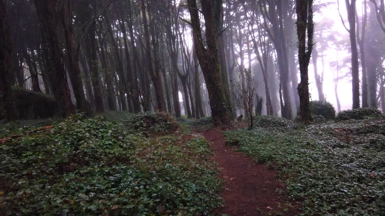 漫步在美丽神秘的迷雾森林中。老木生老树。视频素材