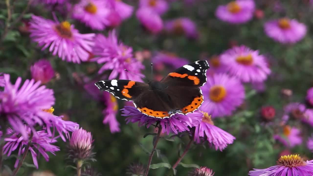 海军上将蝴蝶(lat。Vanessa atalanta)是一种白天蝴蝶，来自蛱蝶科(蛱蝶科)，从花朵中采集花蜜视频素材