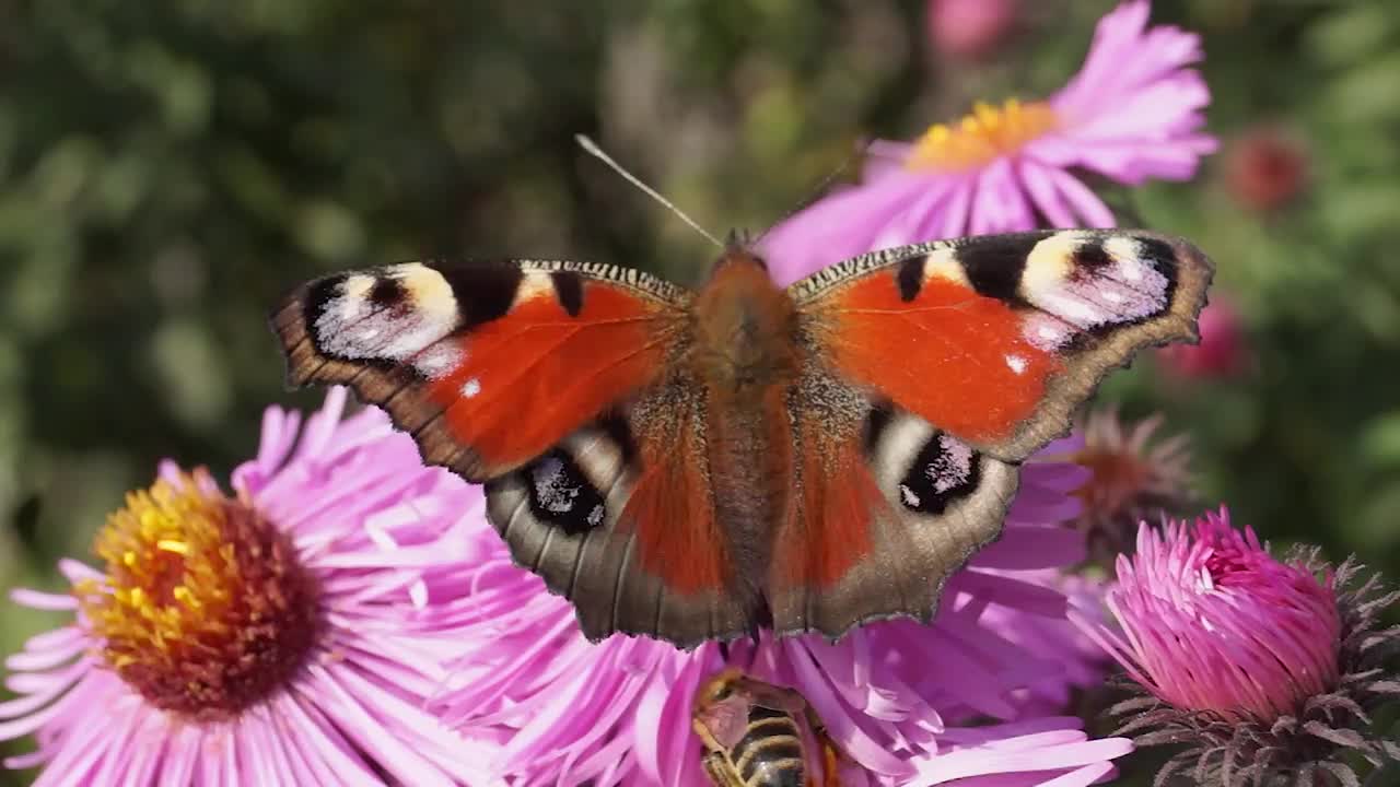 蝴蝶孔雀眼(后)采蜜者)从花中采集花蜜视频素材