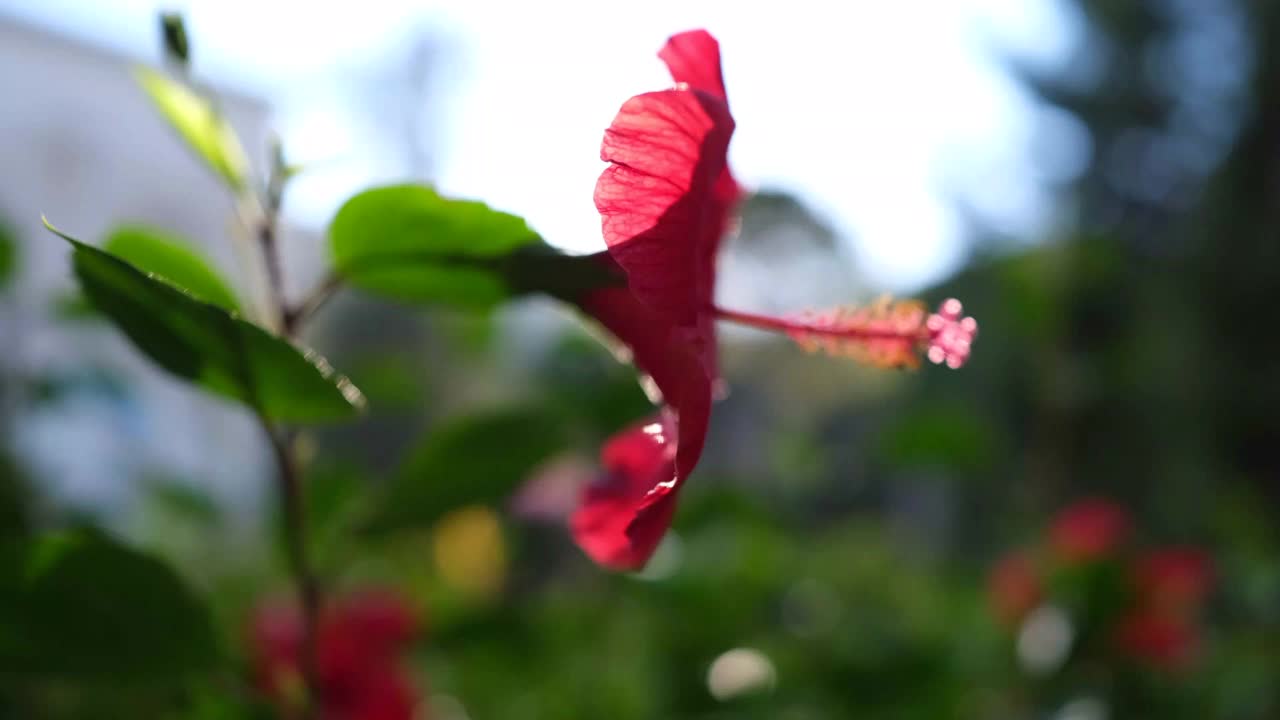 红色的芙蓉视频素材