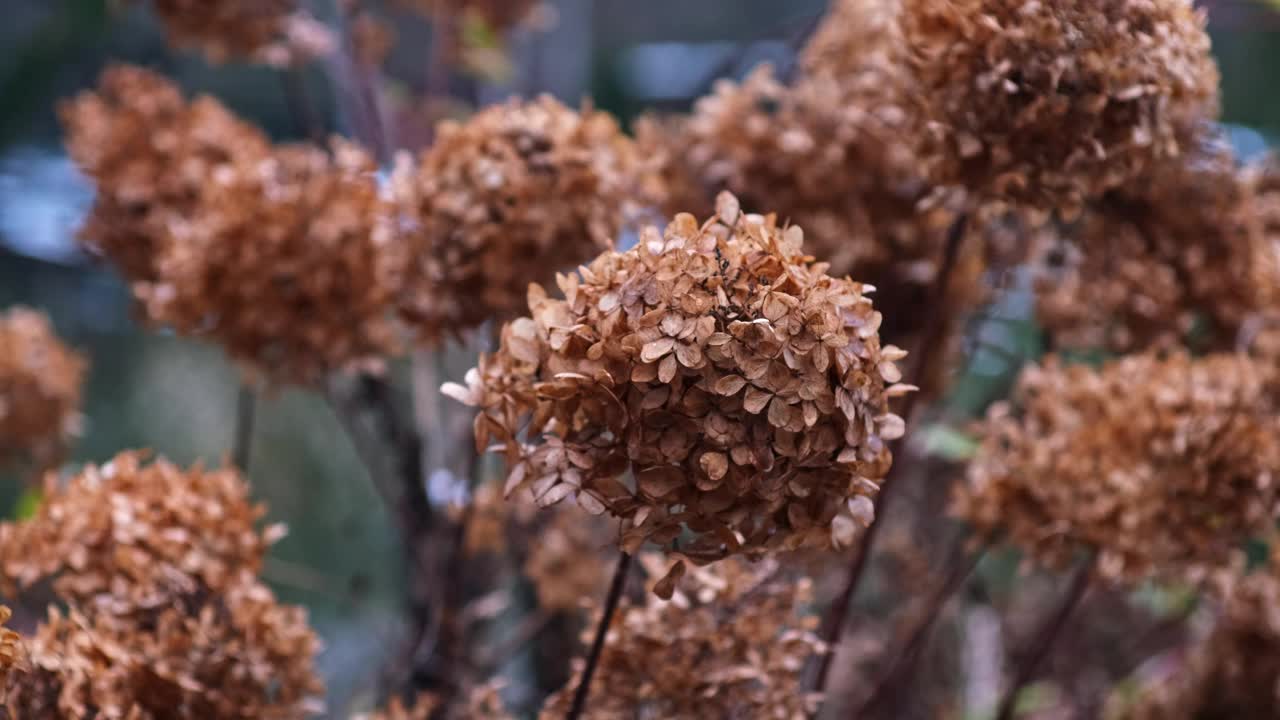 褐色干枯秋绣球植物视差视频素材