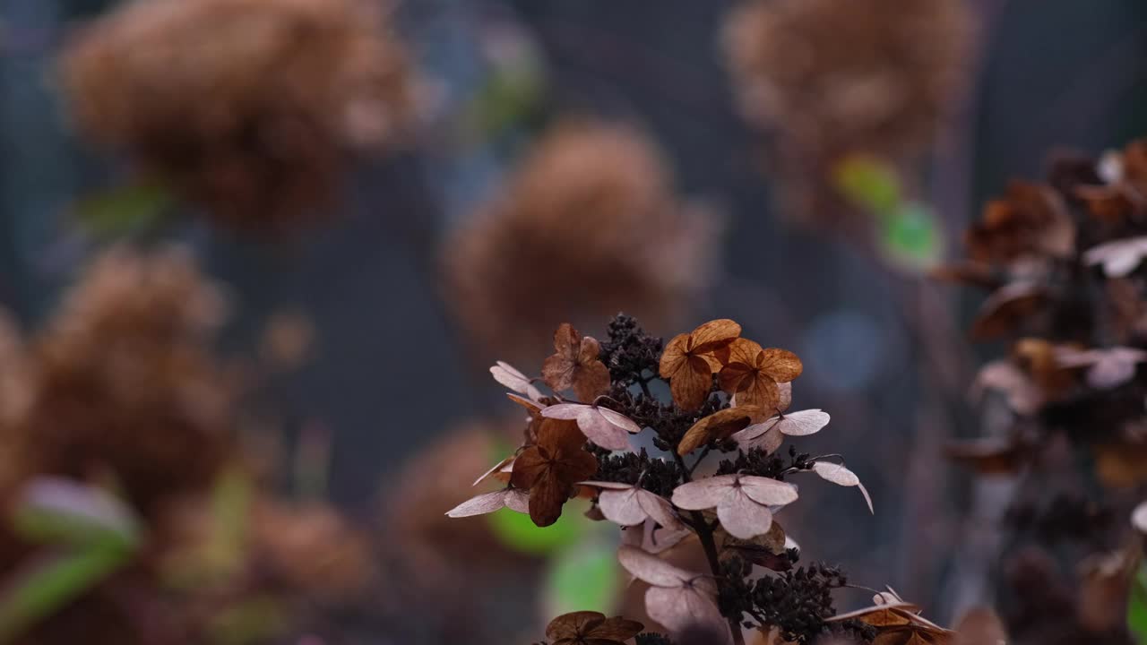 褐色干枯秋绣球植物视差视频素材