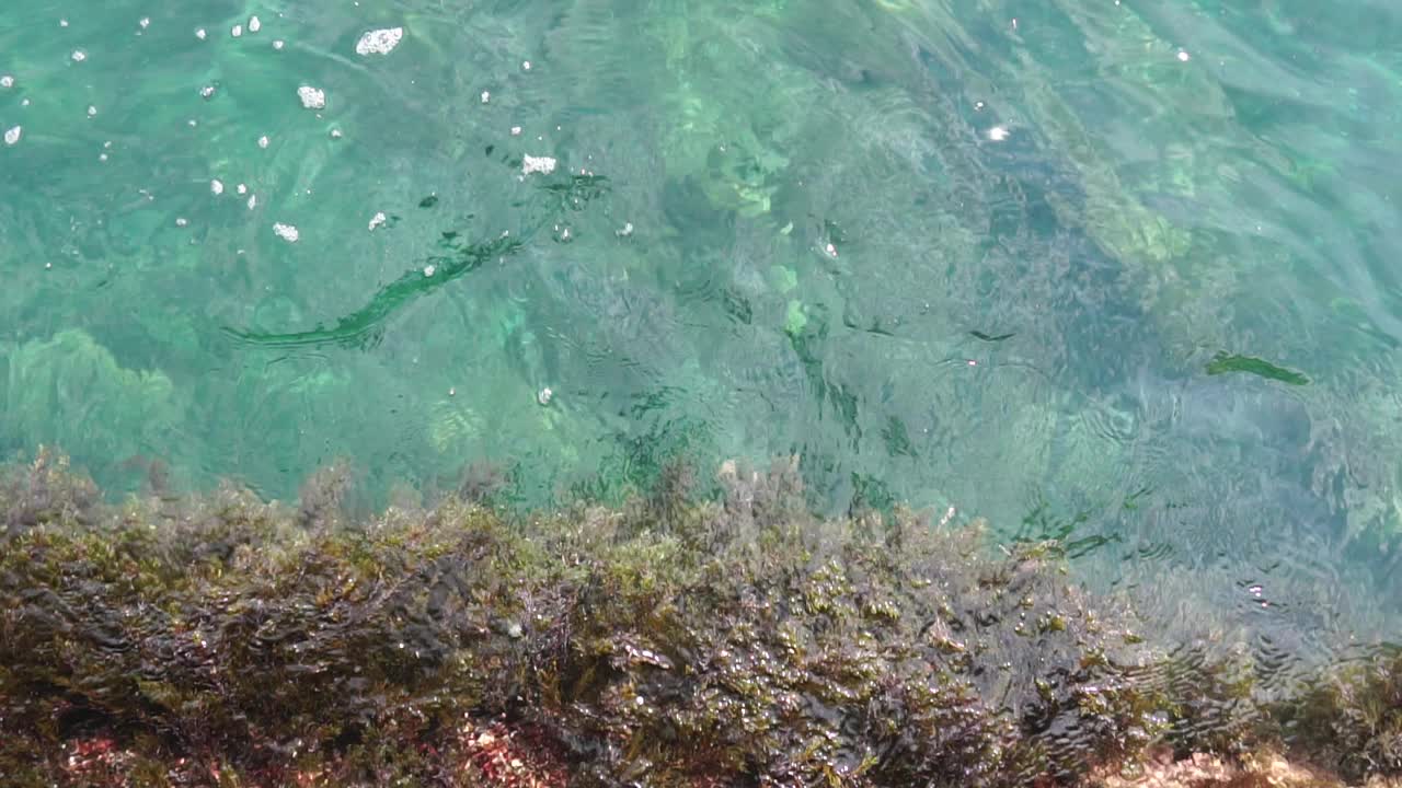 海藻(半囊藻，藻尾藻科)在干净的海水中摇摆。夏季海洋背景与复制空间。在沿海地区的海褐藻灌丛。全高清慢动作视频素材