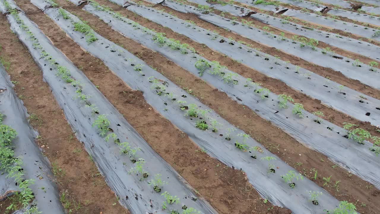 鸟瞰绿色番茄种植园，印度视频素材