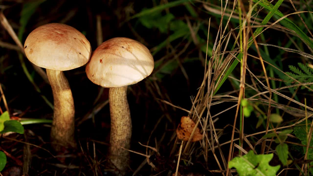 食用蘑菇的狩猎、采摘、采集、采菇。森林中央的真菌，是一种褐色的蘑菇，茎粗，头大视频素材