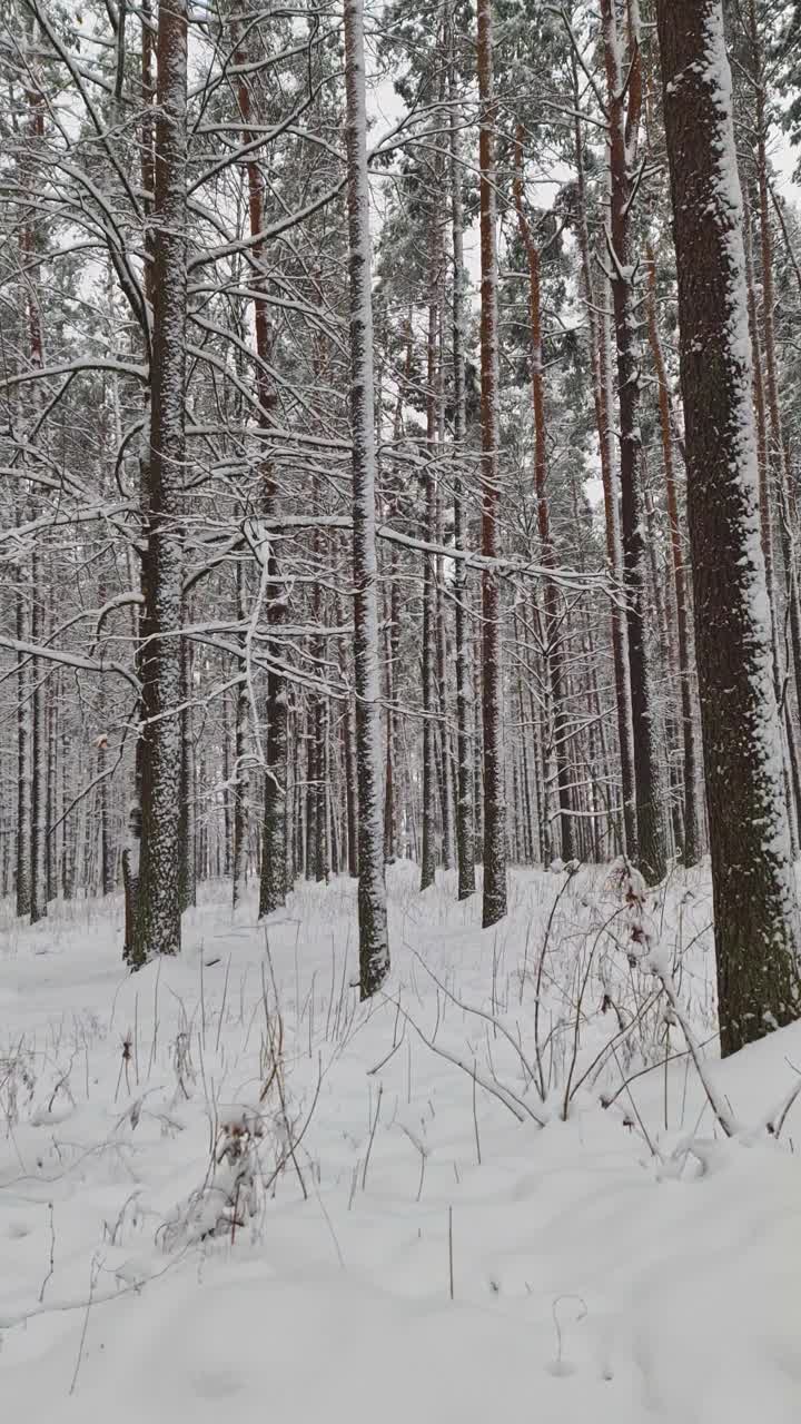 走在冬天森林的雪地里视频素材