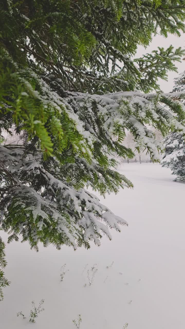 降雪在森林中冷杉树的背景上视频素材