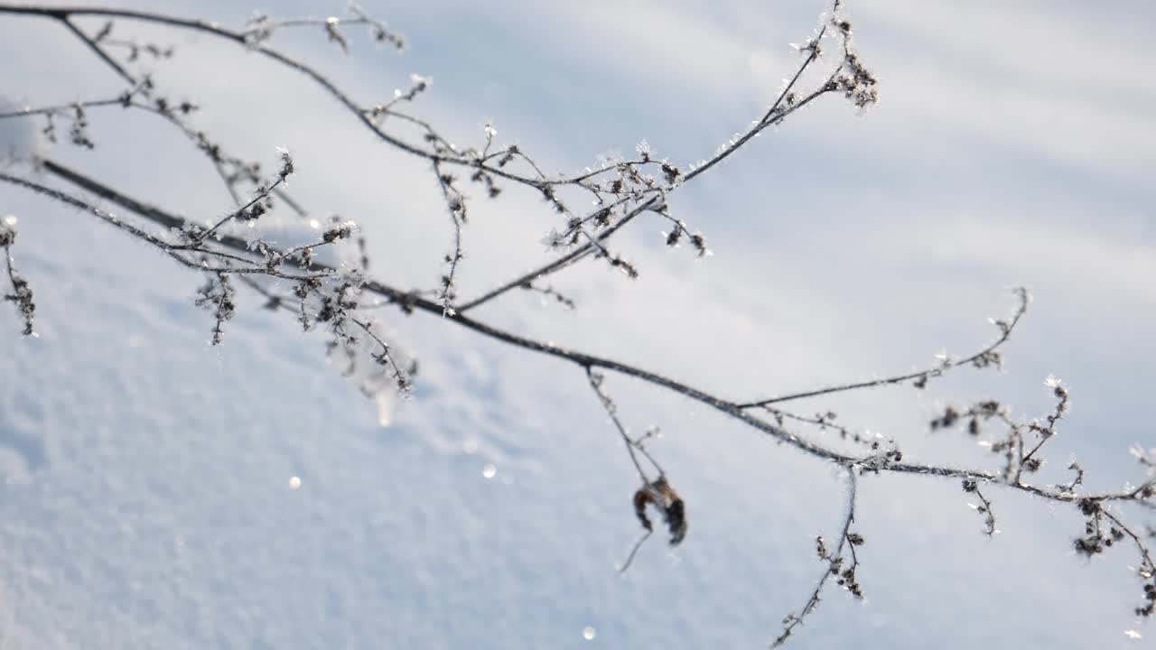 美丽的冻草在冬天的阳光下结出雪花晶体，阳光洒在雪天冬天的风景上。自然背景与闪闪发光的雪下的植物。寒冷的冬天的早晨。背光。关闭了。宏。视频素材