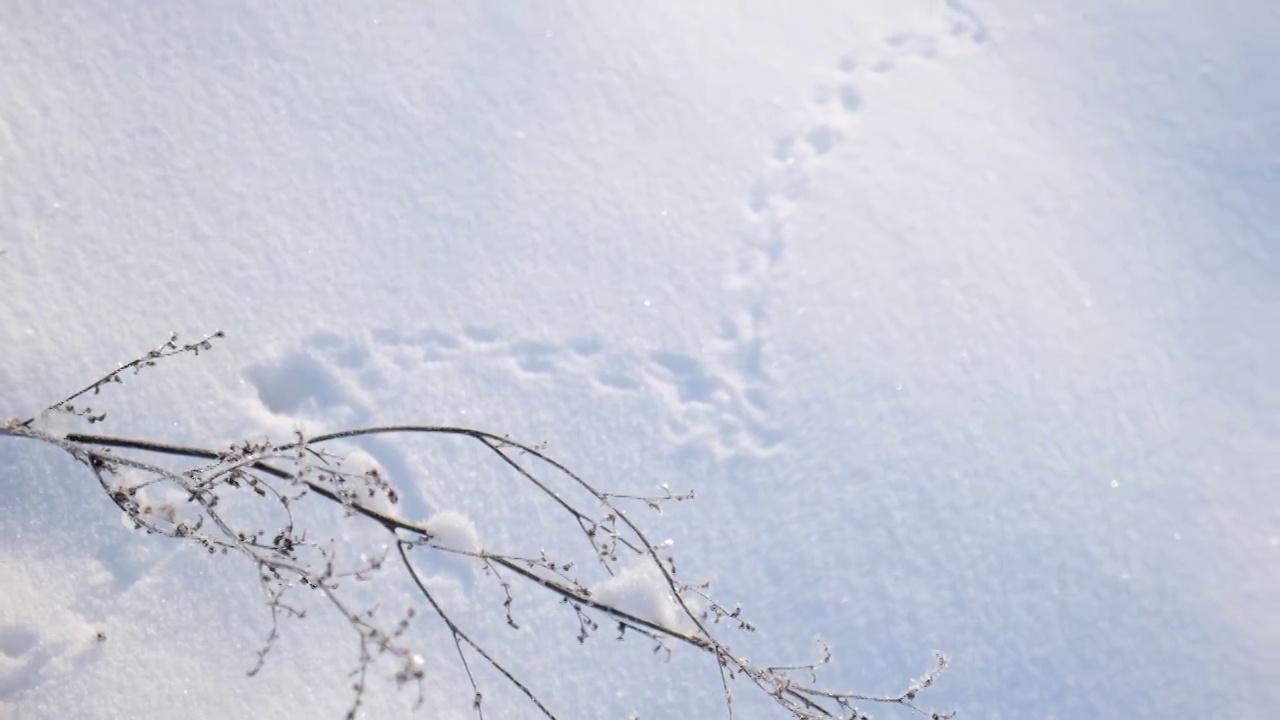 野兽的痕迹，雪地上的痕迹。冬天的白雪上有野生动物的脚印。一切都被雪覆盖着。老鼠的踪迹，田鼠，田鼠。视频素材